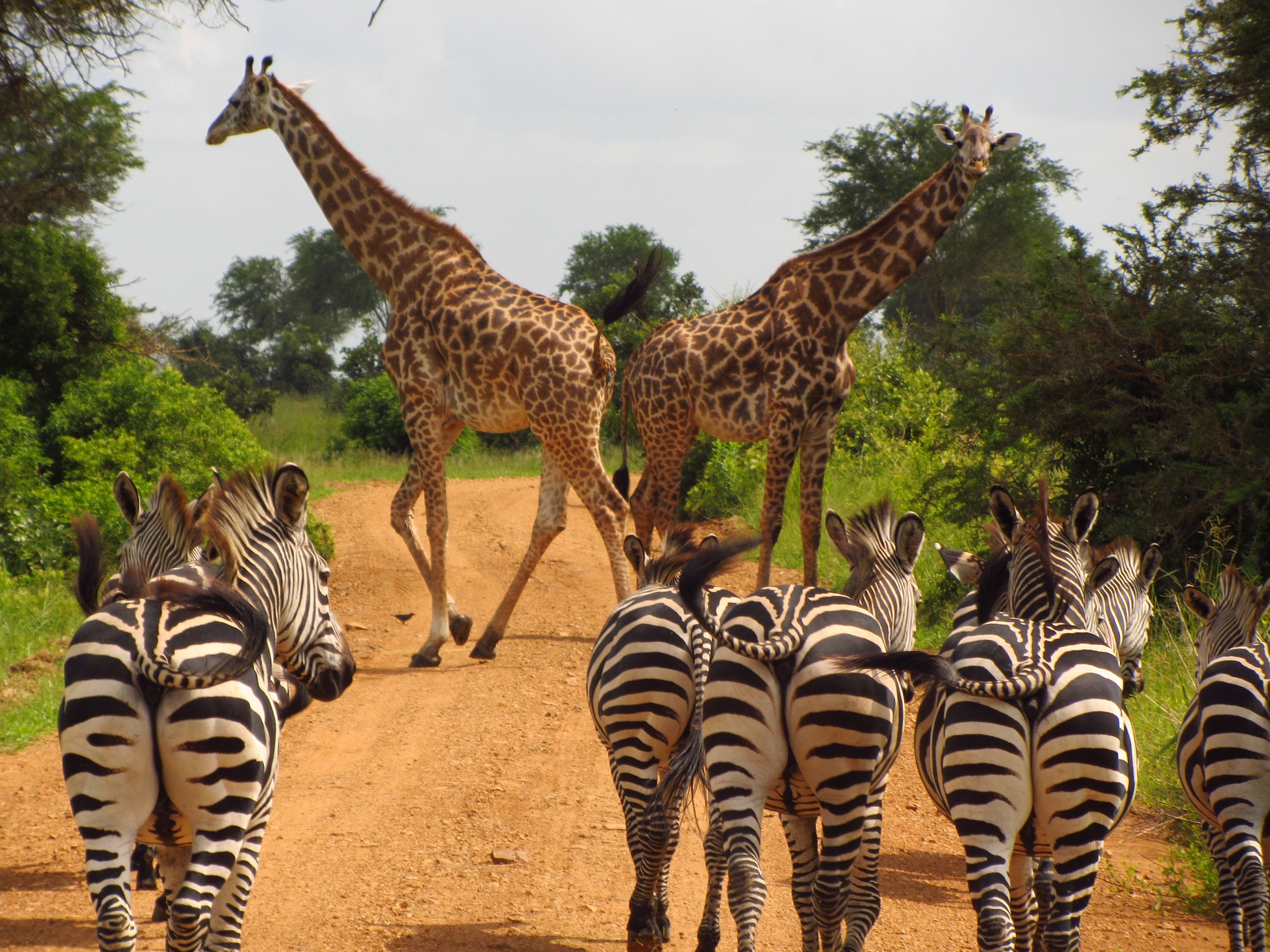14 Days Family-Safari Zanzibar and Giraffes in Mikumi National Park