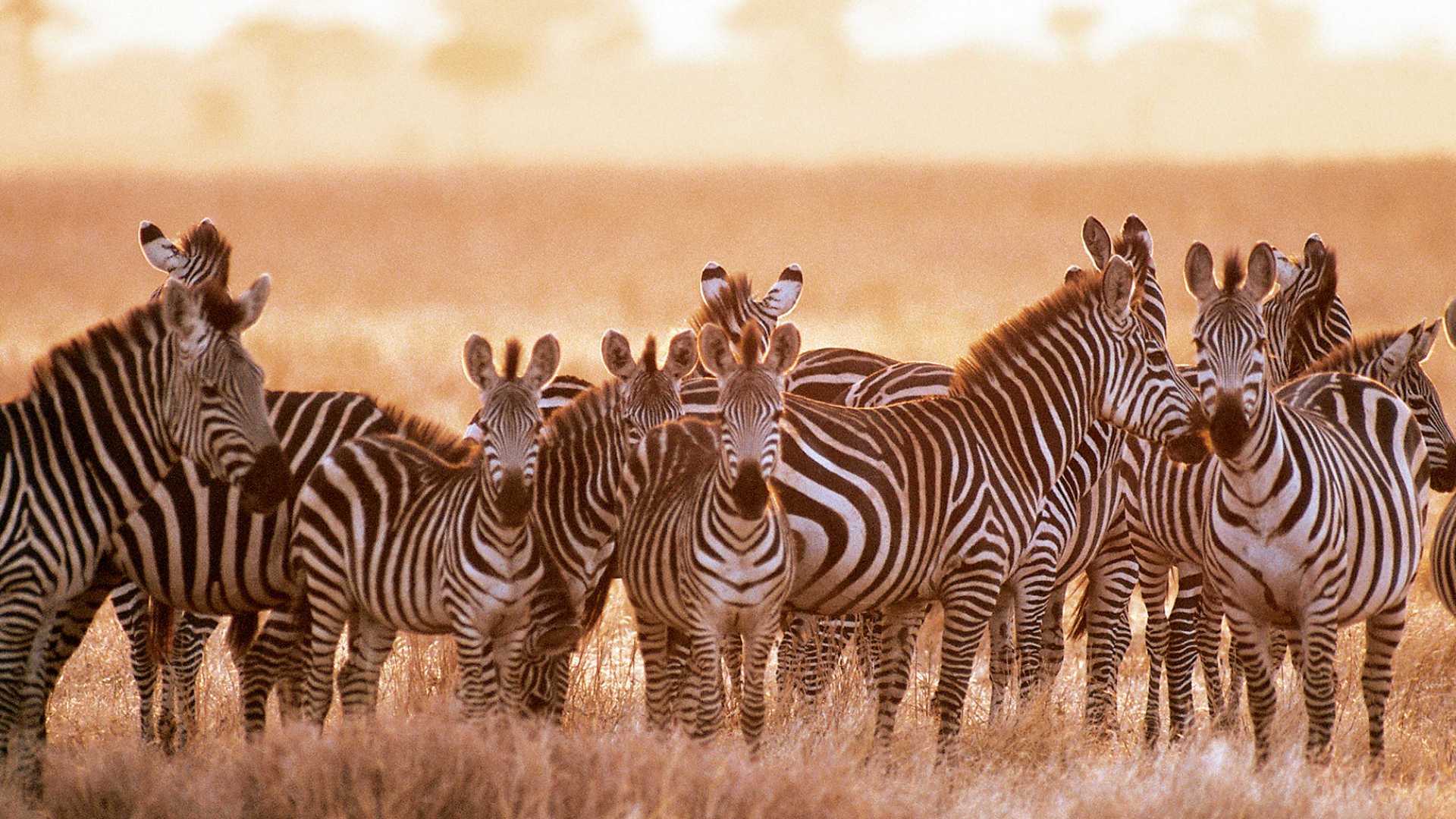 2 Days Tanzania Lodge Safari Ngorongoro & Tarangire