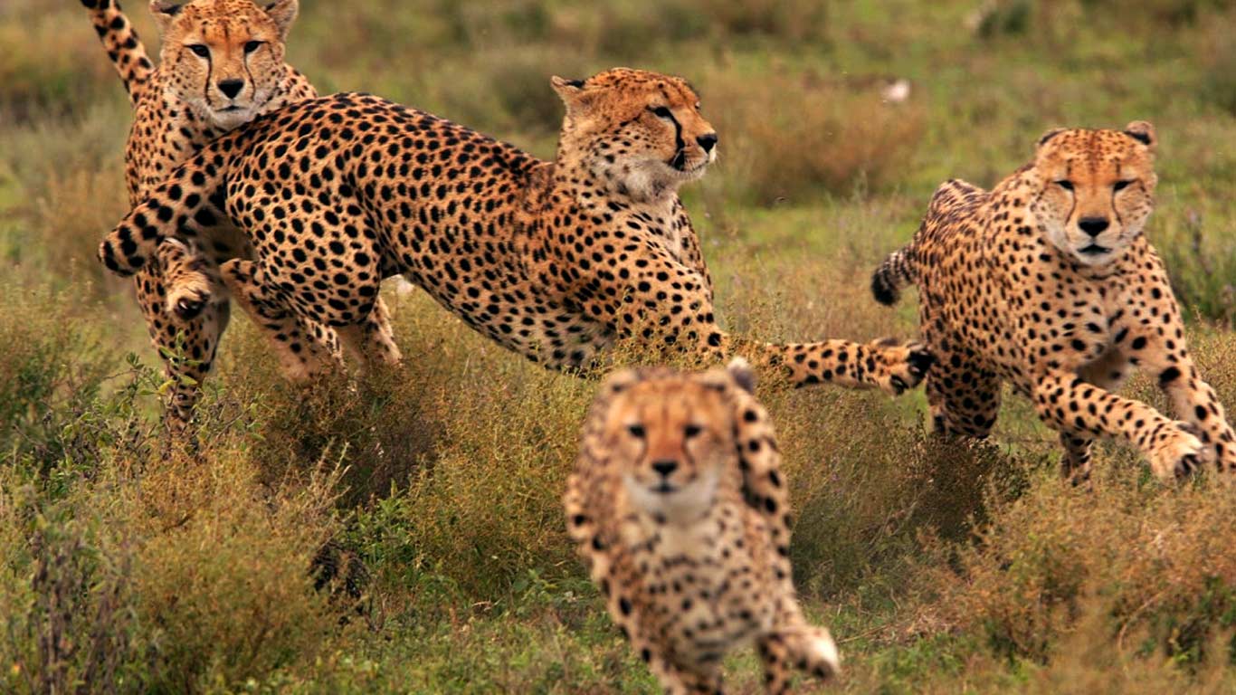 4 Days Short Tanzania Lodge Safari | Ngorongoro, Serengeti