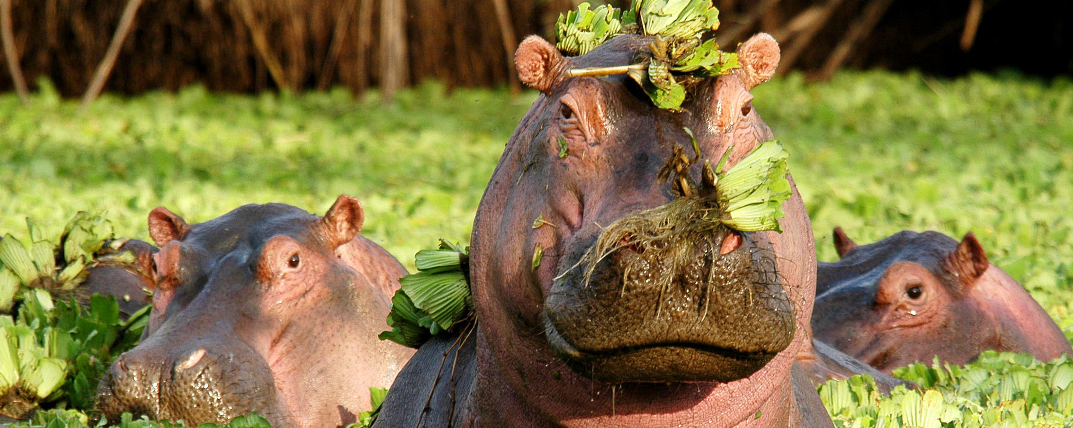 5 Days Tanzania Lodge Safari with Affordable Cost