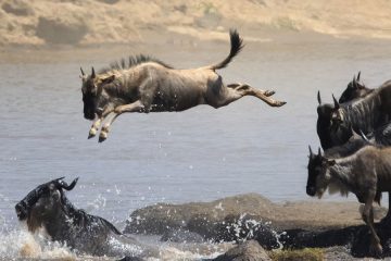 6 Days 5 Nights Lodge Safari the Big Migration