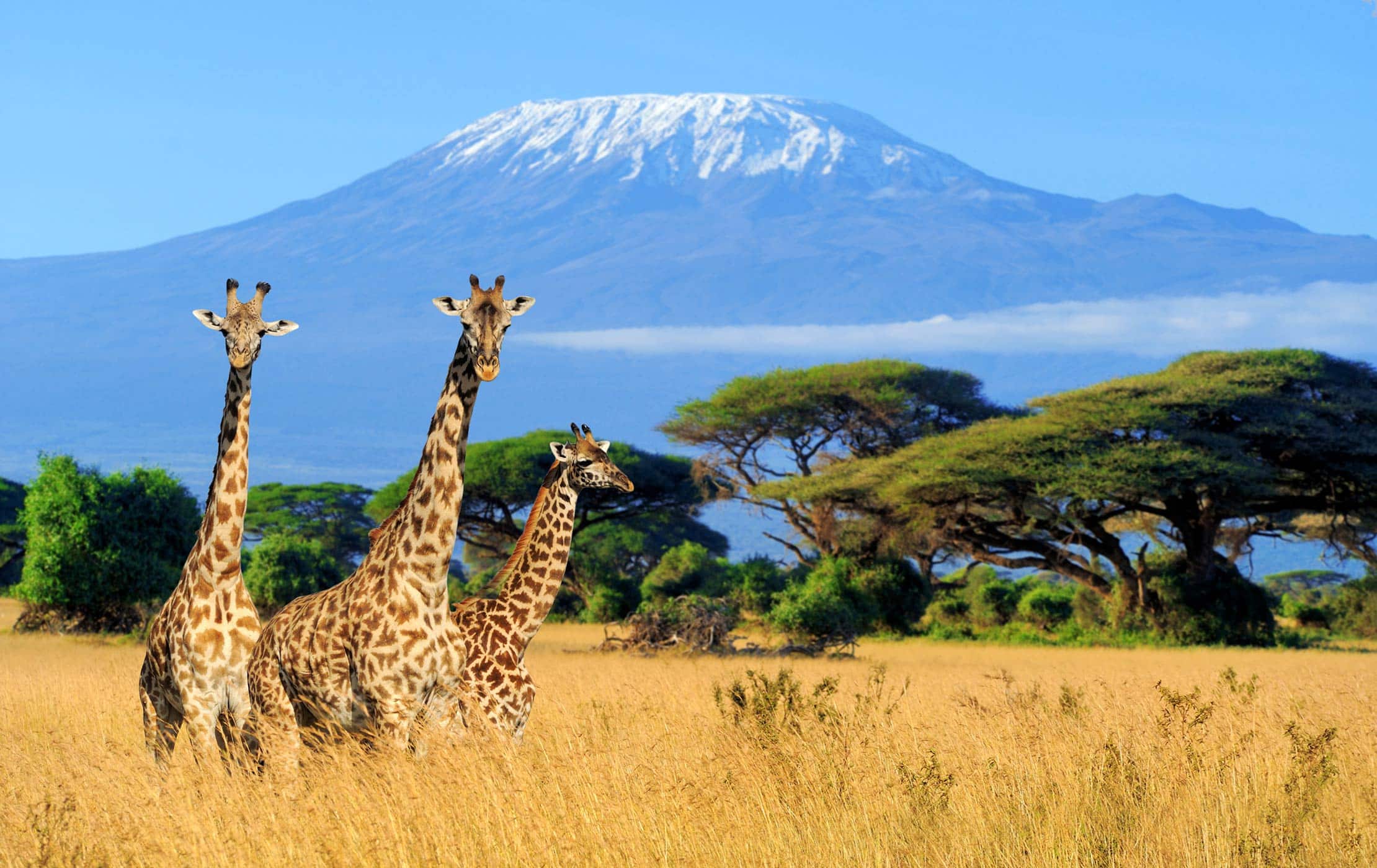 6 Days Kilimanjaro Machame Route