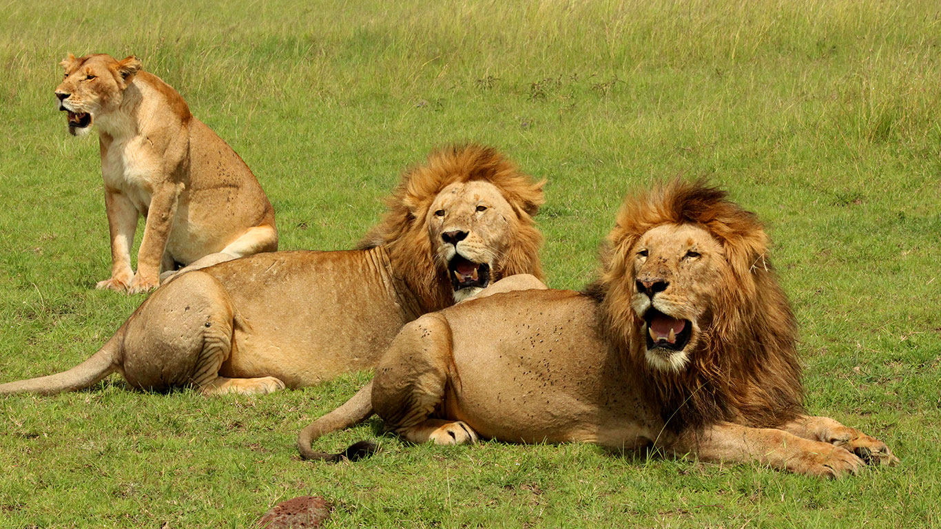 Five Days Lodge Safari in Tanzania