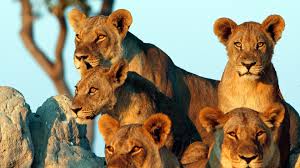 Tanzania Ways African Safari Family