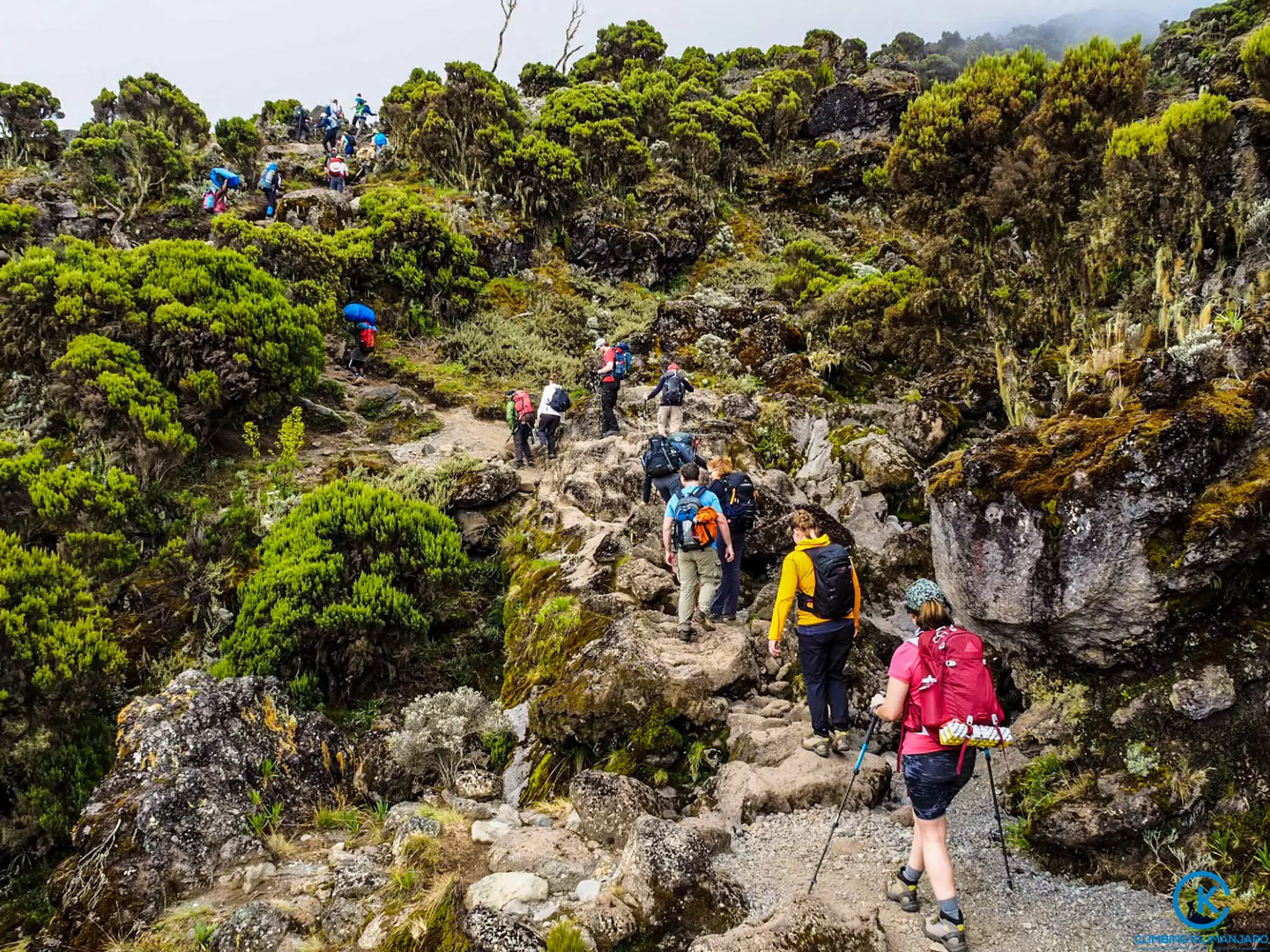 One Day Hike Kilimanjaro to Shira Plateau