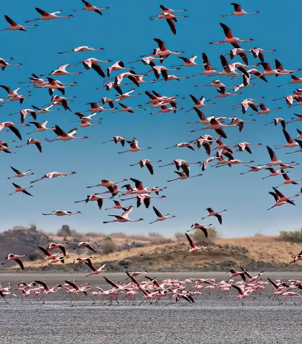 2 Days 1 Night Oldonyo Lengai Climb combined with Lake Natron Activities