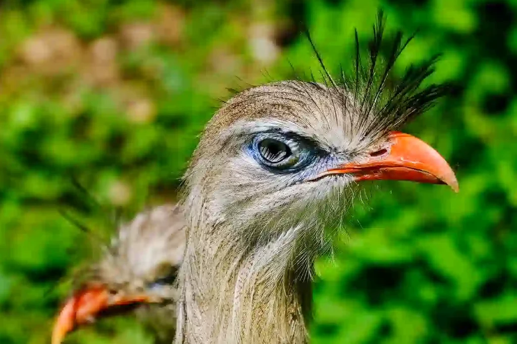 Tanzania bird watching safaris
