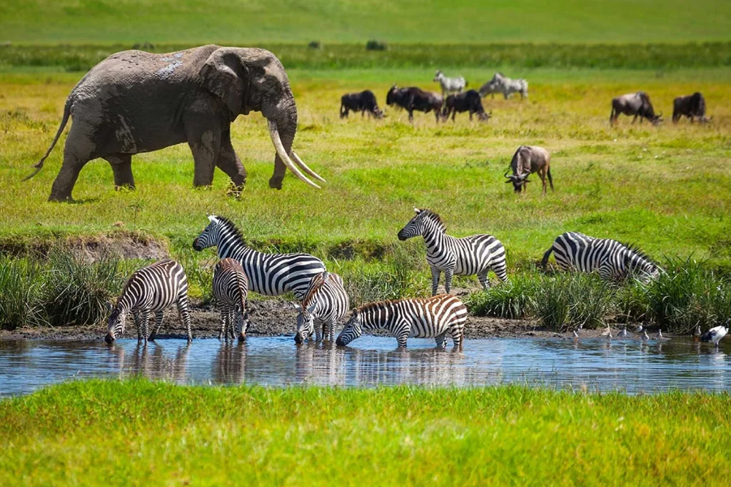 Wildlife Safari After Trek