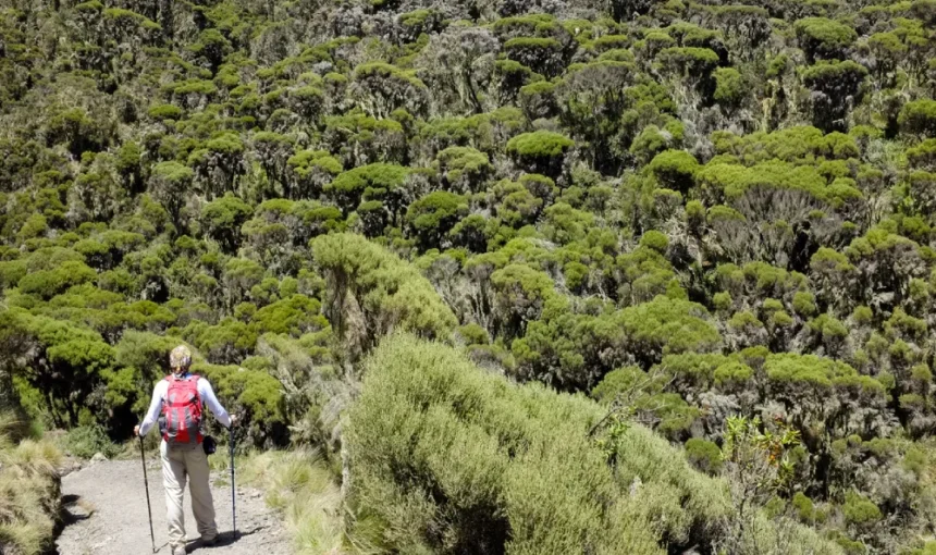 Best Hiking Apps to Use on Mount Meru