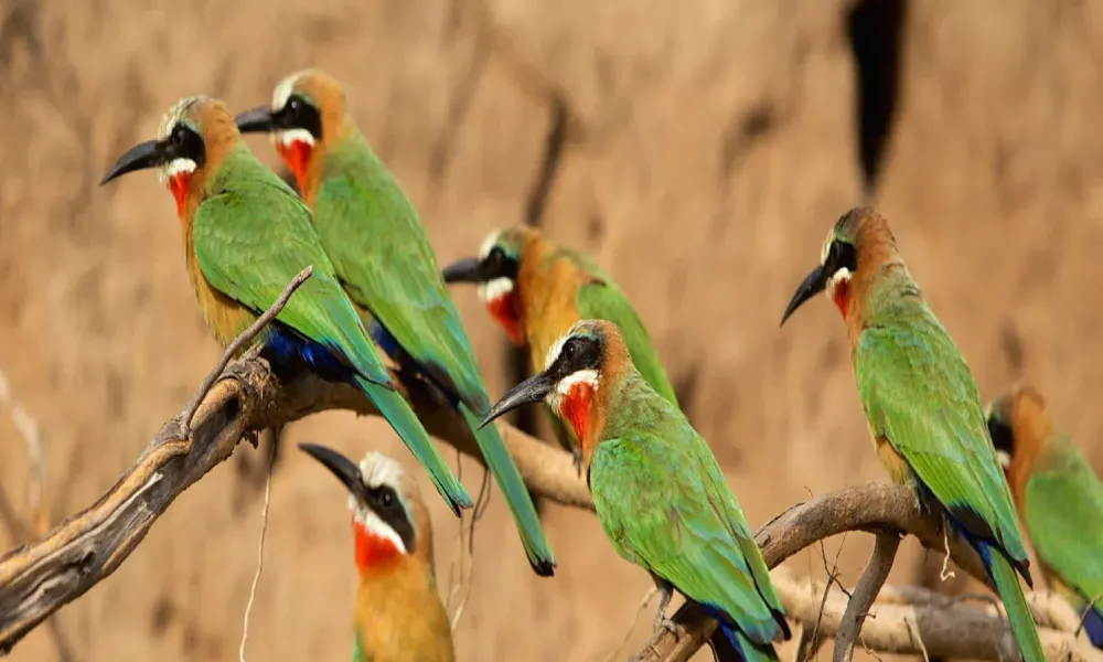 Birdwatching on Mount Meru: Top Species to Spot