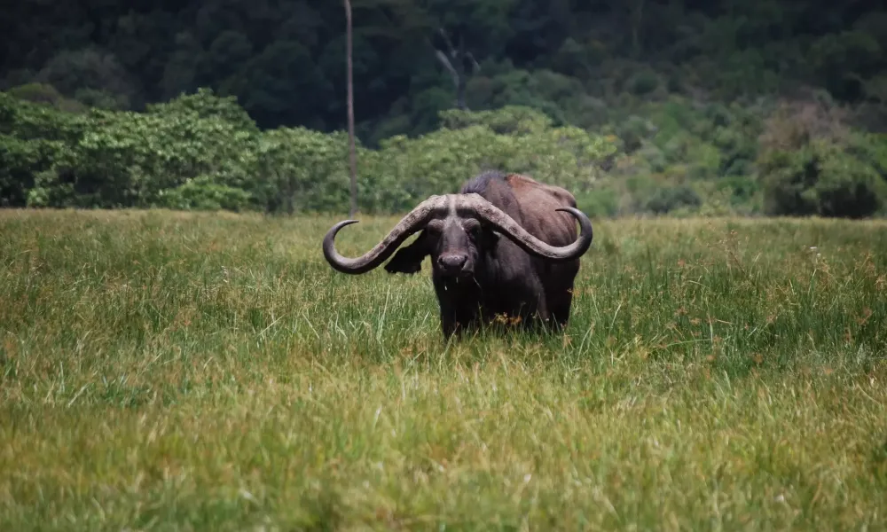 Flora and Fauna Highlights of Arusha National Park Near Mount Meru