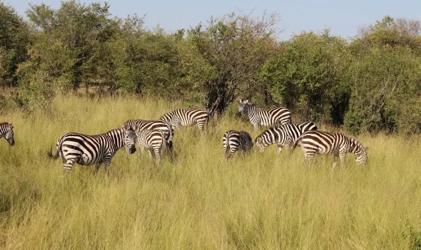 Giraffes, Zebras and Buffaloes You May See on Mount Meru Trails