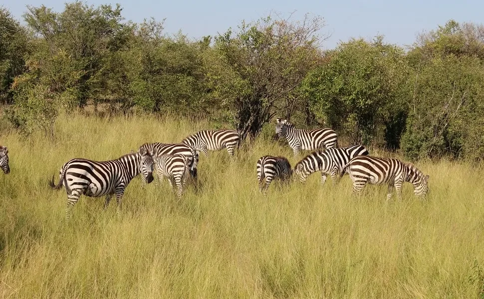 Giraffes, Zebras and Buffaloes You May See on Mount Meru Trails