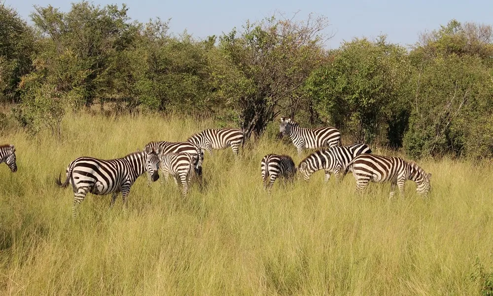 Giraffes, Zebras and Buffaloes You May See on Mount Meru Trails