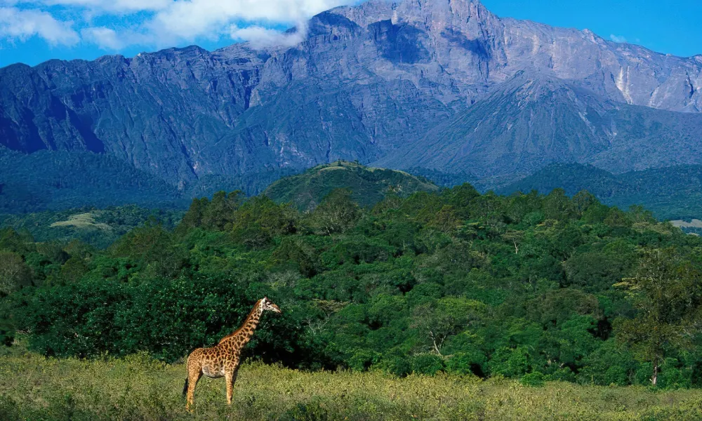 Mount Meru Flora Guide: From Forest to Alpine Zones