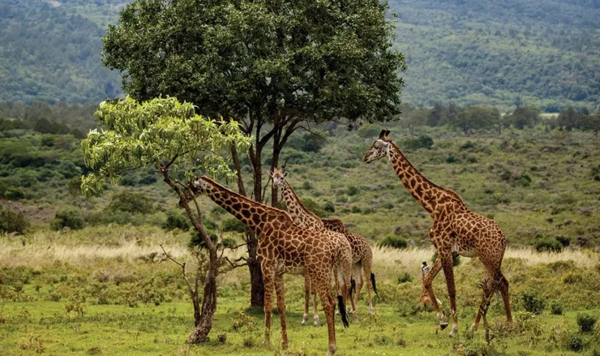 Wildlife You Are Likely to See on Mount Meru