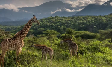 10 Days Tanzania Wildlife Safari Experience