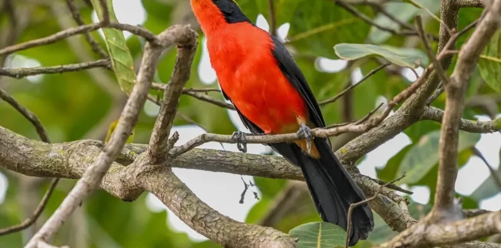 2 Days Bird Watching Safari