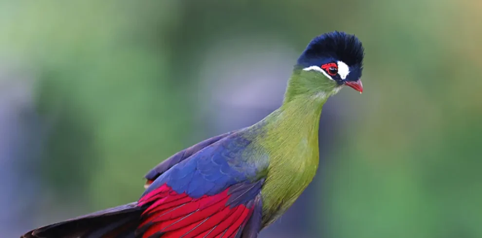 3 Days Tanzania Birding Safari