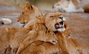 3 Days Tanzania Wildlife Safari Experience