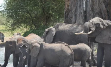 4 Days Tanzania Wildlife & Big Five Safari