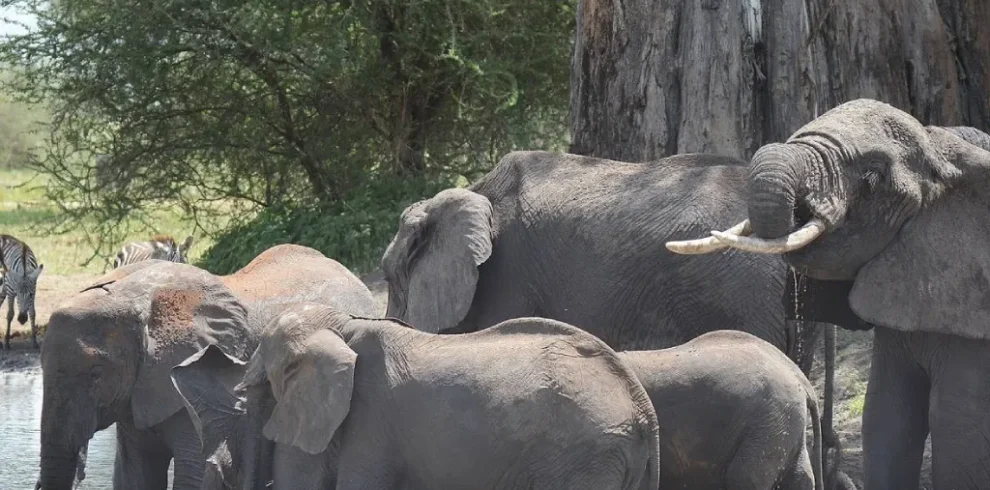 4 Days Tanzania Wildlife & Big Five Safari