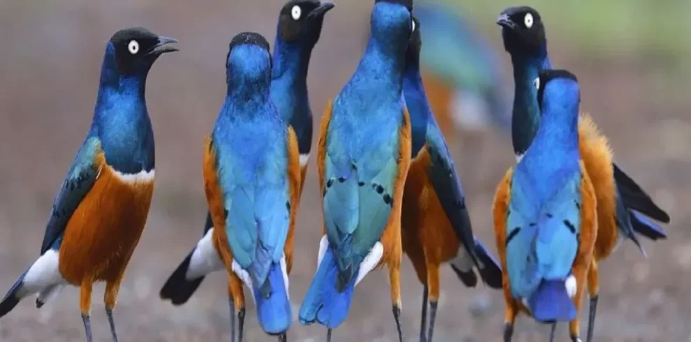 6 Days Bird Watching Tour in Tanzania