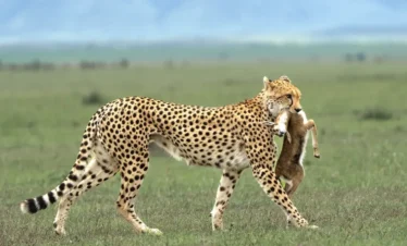 6 Days Northern Tanzania Wildlife Safari