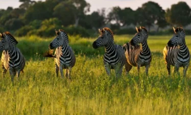 7 Days Tanzania Ultimate Wildlife Safari