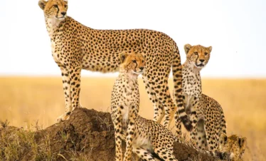 8 Days Tanzania Ultimate Photography Expedition