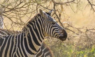 9 Days Tanzania Grand Wildlife Safari Adventure