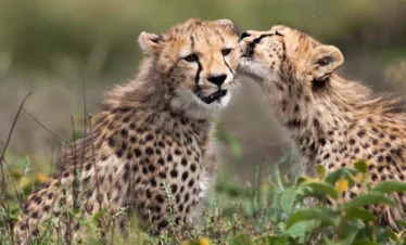 2 Days Tanzania Wildlife Safari Adventure