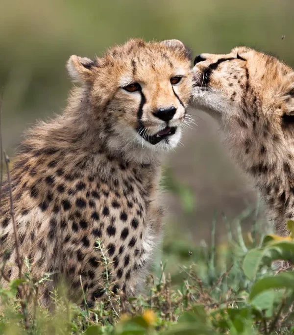 2 Days Tanzania Wildlife Safari Adventure