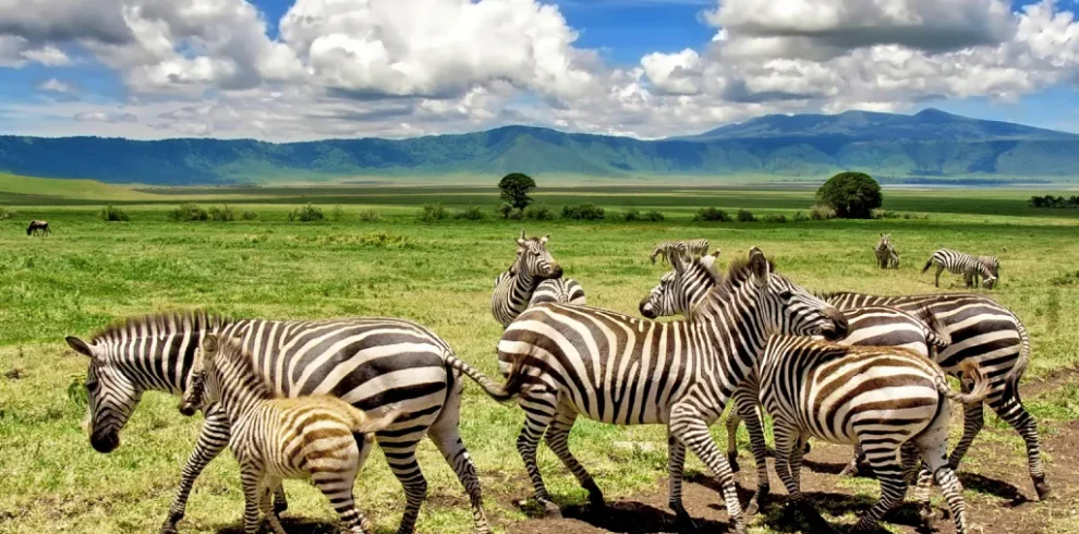 Ngorongoro National Park Day Trip